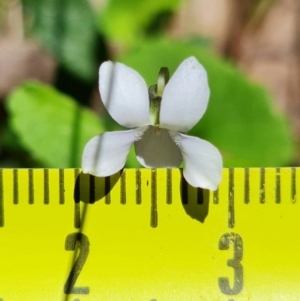 Viola silicestris at Jerrawangala, NSW - suppressed