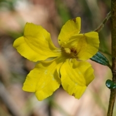 Goodenia heterophylla (Variable-leaved Goodenia) at Jerrawangala, NSW - 9 Jan 2023 by RobG1