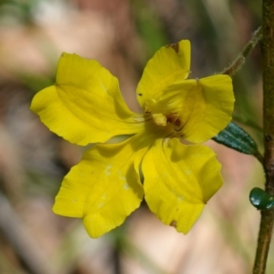 Goodenia heterophylla (Variable-leaved Goodenia) at Jerrawangala, NSW - 9 Jan 2023 by RobG1