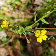 Goodenia heterophylla at Jerrawangala, NSW - suppressed