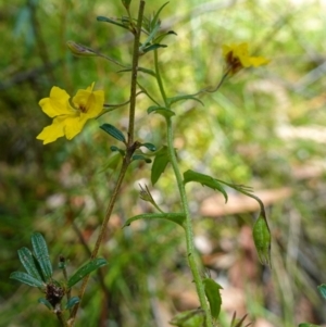 Goodenia heterophylla at Jerrawangala, NSW - suppressed