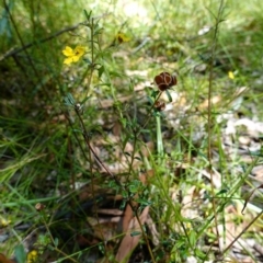 Goodenia heterophylla at Jerrawangala, NSW - suppressed