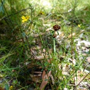 Goodenia heterophylla at Jerrawangala, NSW - suppressed