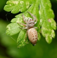 Opisthoncus grassator (Jumping spider) at Downer, ACT - 14 Jan 2023 by RobertD