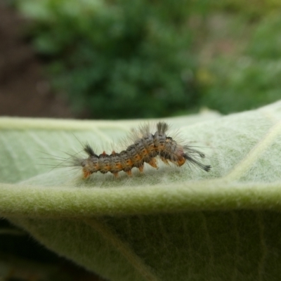 Orgyia anartoides (Painted Apple Moth) at Charleys Forest, NSW - 15 Jan 2023 by arjay