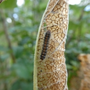 Orgyia anartoides at suppressed - 15 Jan 2023