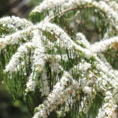 Agonis flexuosa (Western Australian Peppermint) at Cook, ACT - 10 Dec 2022 by Tammy