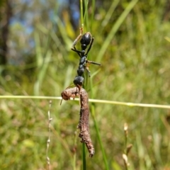 Myrmecia tarsata (Bull ant or Bulldog ant) at Jerrawangala, NSW - 9 Jan 2023 by RobG1