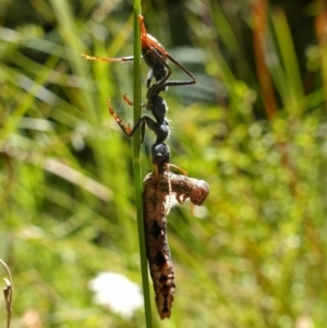 Myrmecia tarsata at Jerrawangala, NSW - suppressed