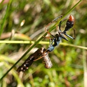 Myrmecia tarsata at Jerrawangala, NSW - suppressed