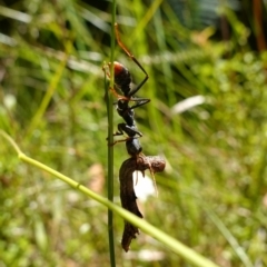 Myrmecia tarsata at Jerrawangala, NSW - suppressed