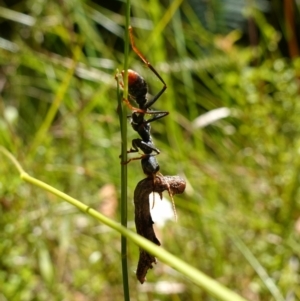 Myrmecia tarsata at Jerrawangala, NSW - suppressed