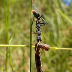 Myrmecia tarsata at Jerrawangala, NSW - suppressed