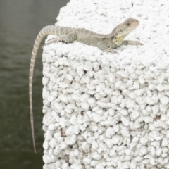 Intellagama lesueurii howittii (Gippsland Water Dragon) at Curtin, ACT - 14 Jan 2023 by NickJHP