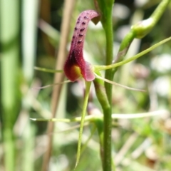 Cryptostylis leptochila (Small Tongue Orchid) at Jerrawangala National Park - 9 Jan 2023 by RobG1