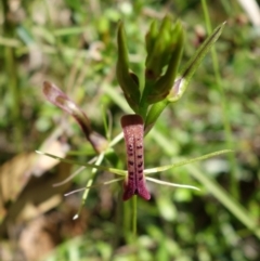 Cryptostylis leptochila at Jerrawangala, NSW - suppressed