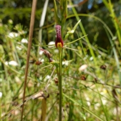 Cryptostylis leptochila at Jerrawangala, NSW - 9 Jan 2023