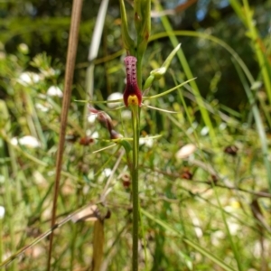 Cryptostylis leptochila at Jerrawangala, NSW - suppressed