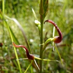 Cryptostylis leptochila at Jerrawangala, NSW - suppressed