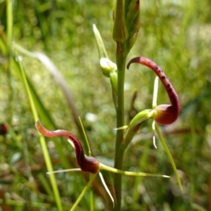 Cryptostylis leptochila at Jerrawangala, NSW - 9 Jan 2023