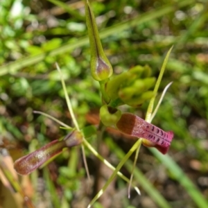 Cryptostylis leptochila at Jerrawangala, NSW - suppressed