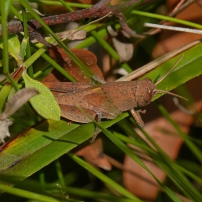 Rhitzala modesta (Short winged heath grasshopper) at Jerrawangala National Park - 9 Jan 2023 by RobG1