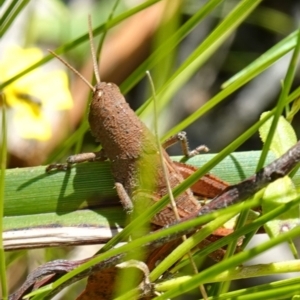 Rhitzala modesta at Jerrawangala, NSW - suppressed