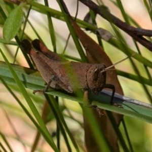 Rhitzala modesta at Jerrawangala, NSW - suppressed