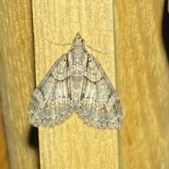 Microdes diplodonta (Double-toothed Carpet) at Jerrabomberra, NSW - 14 Jan 2023 by SteveBorkowskis