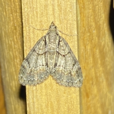 Microdes diplodonta (Double-toothed Carpet) at Jerrabomberra, NSW - 14 Jan 2023 by SteveBorkowskis