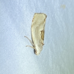 Tymbophora peltastis (A Xyloryctid moth) at Jerrabomberra, NSW - 13 Jan 2023 by Steve_Bok