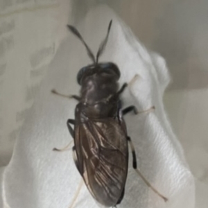 Hermetia illucens at Coogee, NSW - 14 Jan 2023 12:09 PM