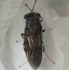 Hermetia illucens at Coogee, NSW - 14 Jan 2023 12:09 PM