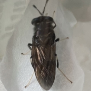 Hermetia illucens at Coogee, NSW - 14 Jan 2023 12:09 PM