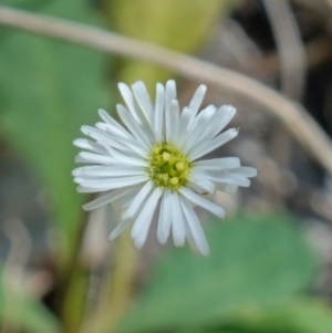 Lagenophora sp. at Jerrawangala, NSW - suppressed