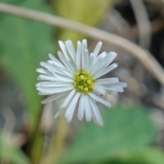 Lagenophora sp. (Lagenophora) at Jerrawangala National Park - 9 Jan 2023 by RobG1