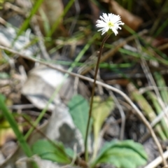 Lagenophora sp. at Jerrawangala, NSW - suppressed