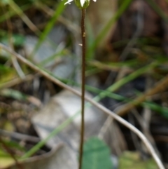 Lagenophora sp. at Jerrawangala, NSW - suppressed