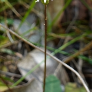 Lagenophora sp. at Jerrawangala, NSW - suppressed