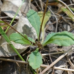 Lagenophora sp. at Jerrawangala, NSW - suppressed