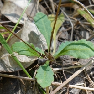 Lagenophora sp. at Jerrawangala, NSW - suppressed