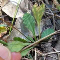 Lagenophora sp. at Jerrawangala, NSW - suppressed