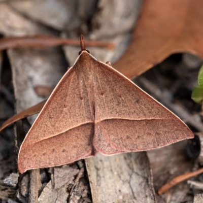 Epidesmia chilonaria (Golden-winged Epidesmia) at Wingecarribee Local Government Area - 11 Jan 2023 by Aussiegall