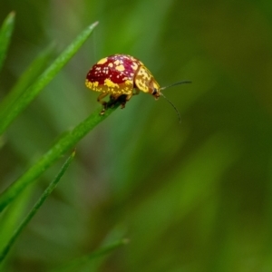 Paropsis maculata at Penrose, NSW - 11 Jan 2023