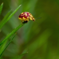 Paropsis maculata (Spotted leaf beetle) at Penrose - 11 Jan 2023 by Aussiegall
