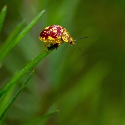 Paropsis maculata (Spotted leaf beetle) at Wingecarribee Local Government Area - 11 Jan 2023 by Aussiegall
