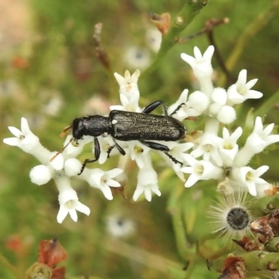 Eleale simplex (Clerid beetle) at Wingecarribee Local Government Area - 1 Jan 2023 by GlossyGal