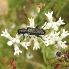 Eleale simplex (Clerid beetle) at Wingello, NSW - 1 Jan 2023 by GlossyGal