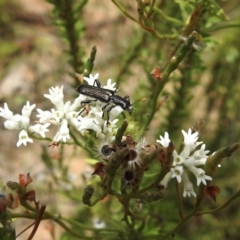 Eleale simplex at Wingello, NSW - 1 Jan 2023 12:05 PM