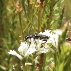 Eleale simplex at Wingello, NSW - 1 Jan 2023